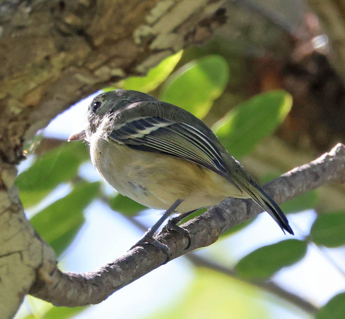 Hutton's Vireo - ML642130585