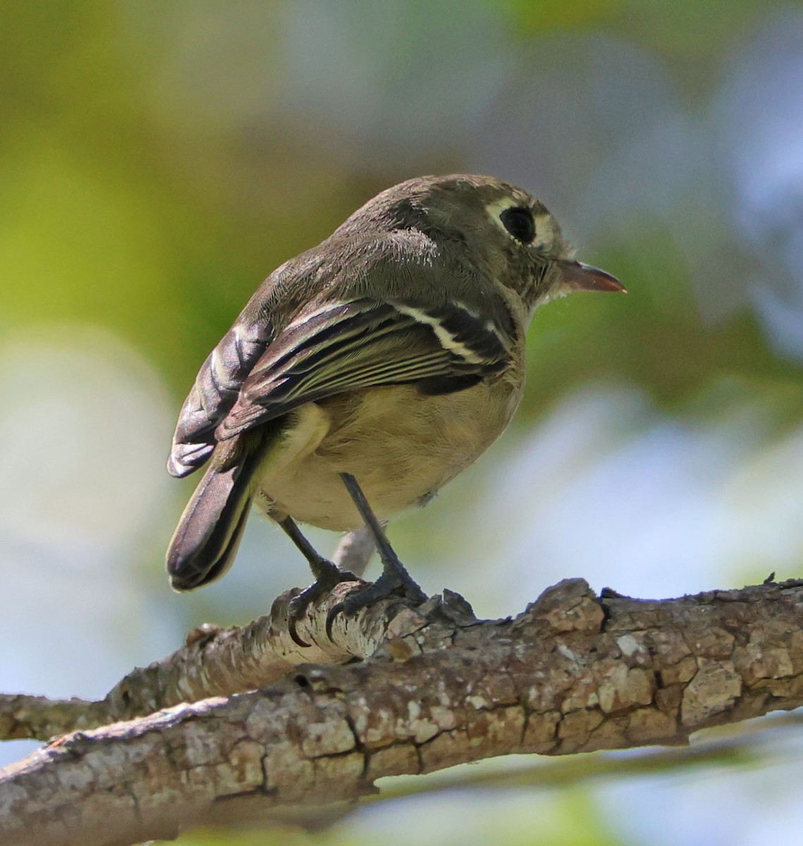 Hutton's Vireo - ML642130586
