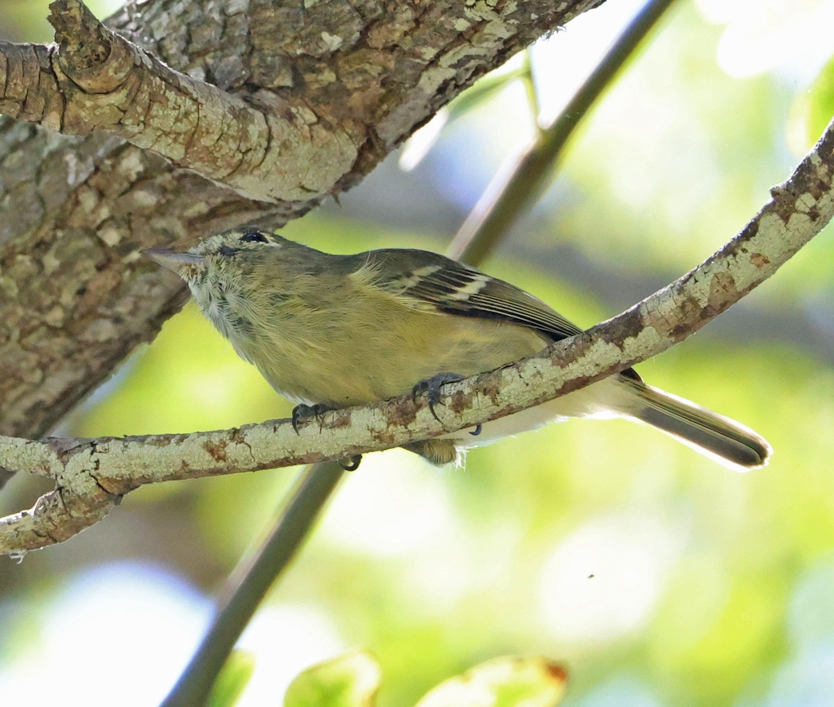 Hutton's Vireo - ML642130587