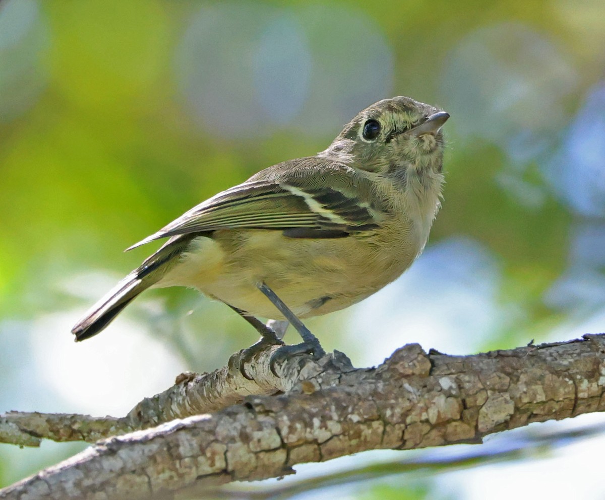 Hutton's Vireo - ML642130588