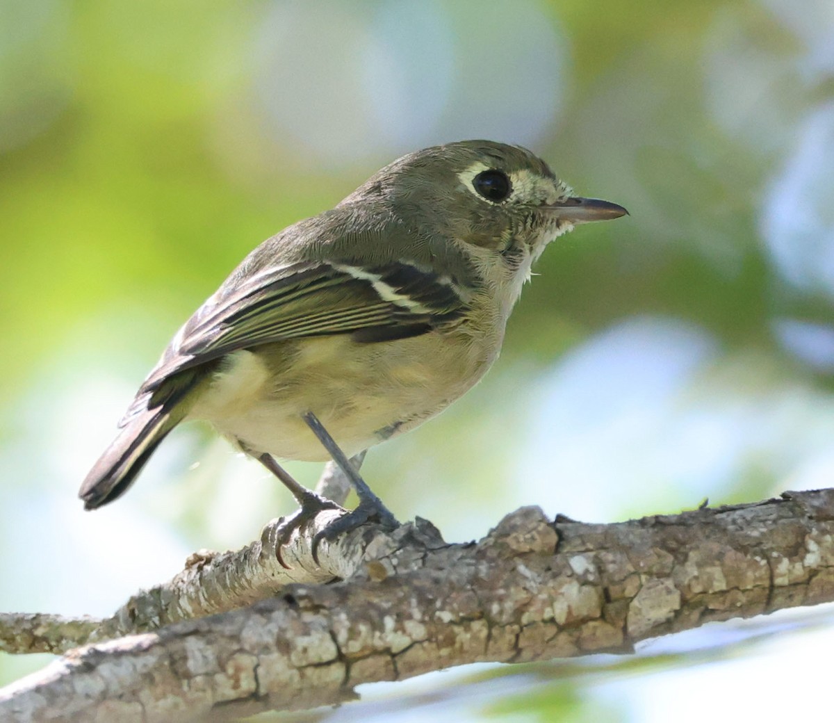 Hutton's Vireo - ML642130589