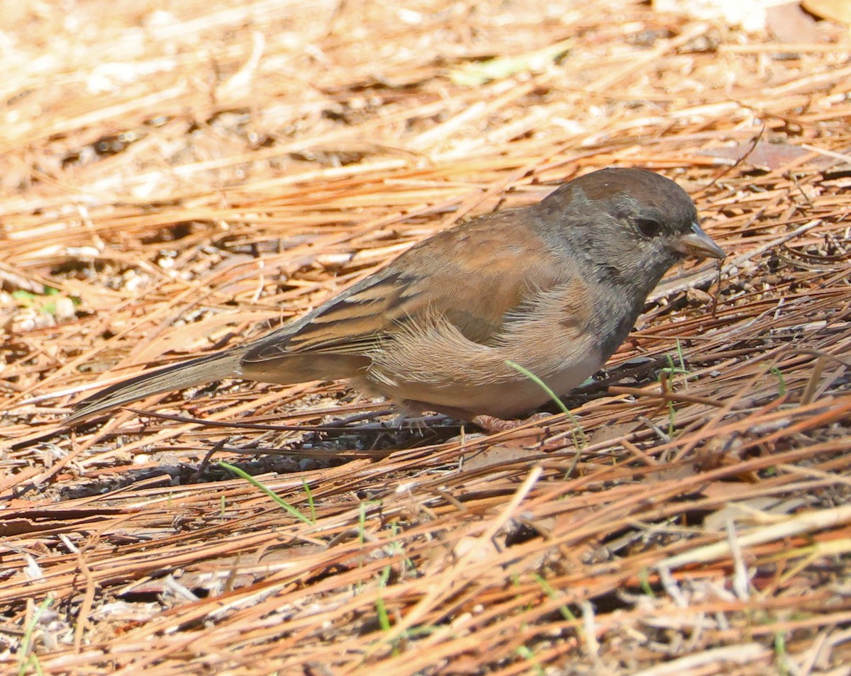 Dark-eyed Junco - ML642130599
