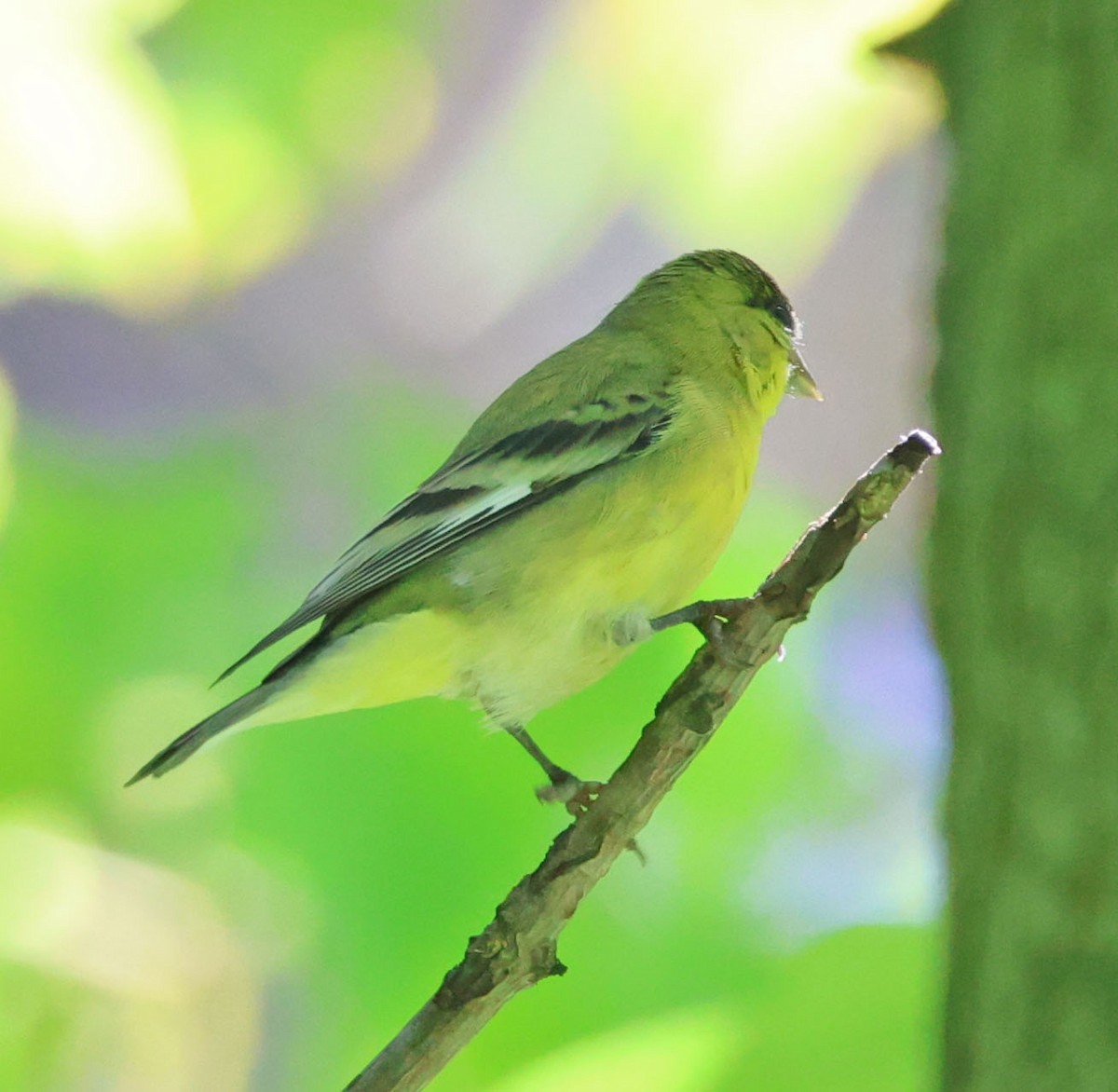 Lesser Goldfinch - ML642130625