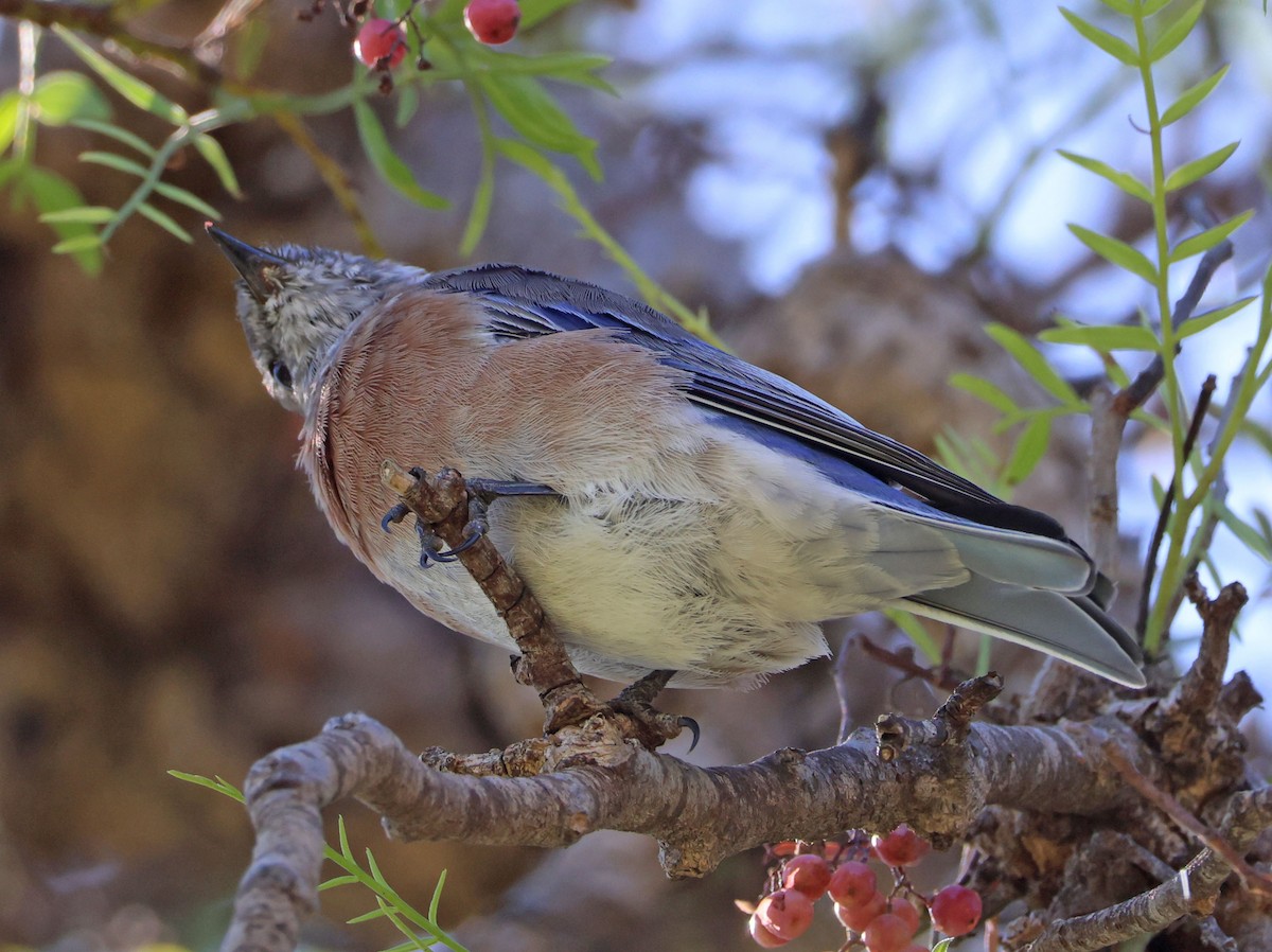 Western Bluebird - ML642130629