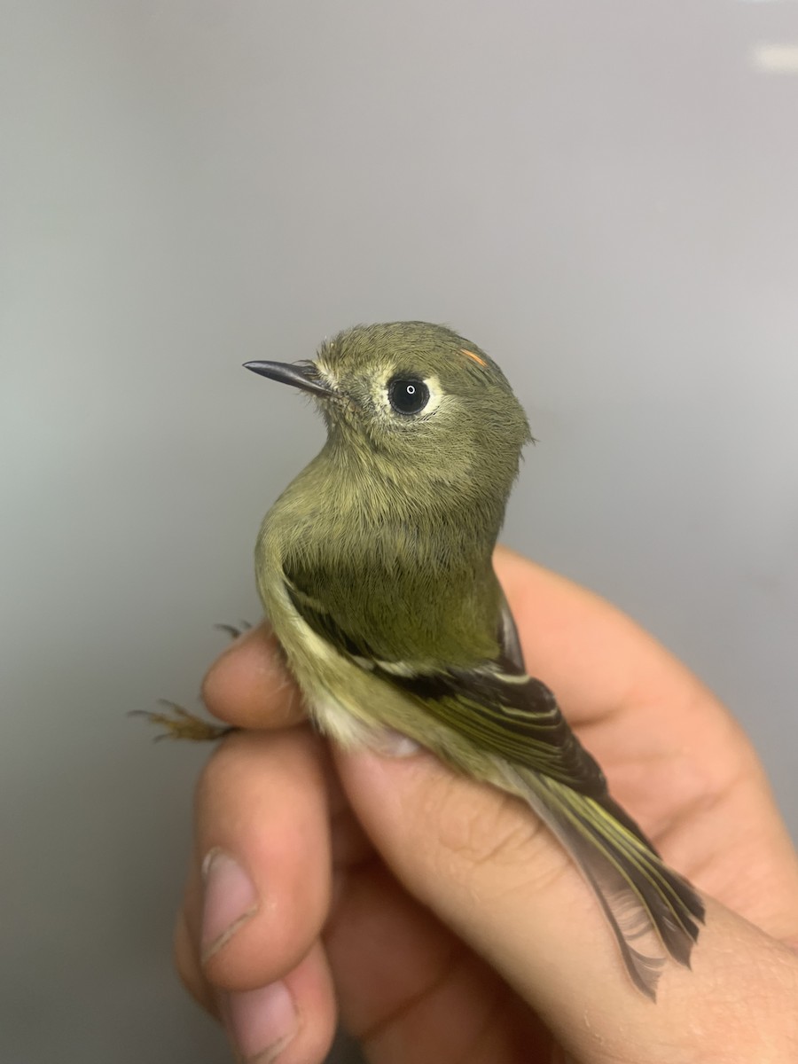 Ruby-crowned Kinglet - ML642130632