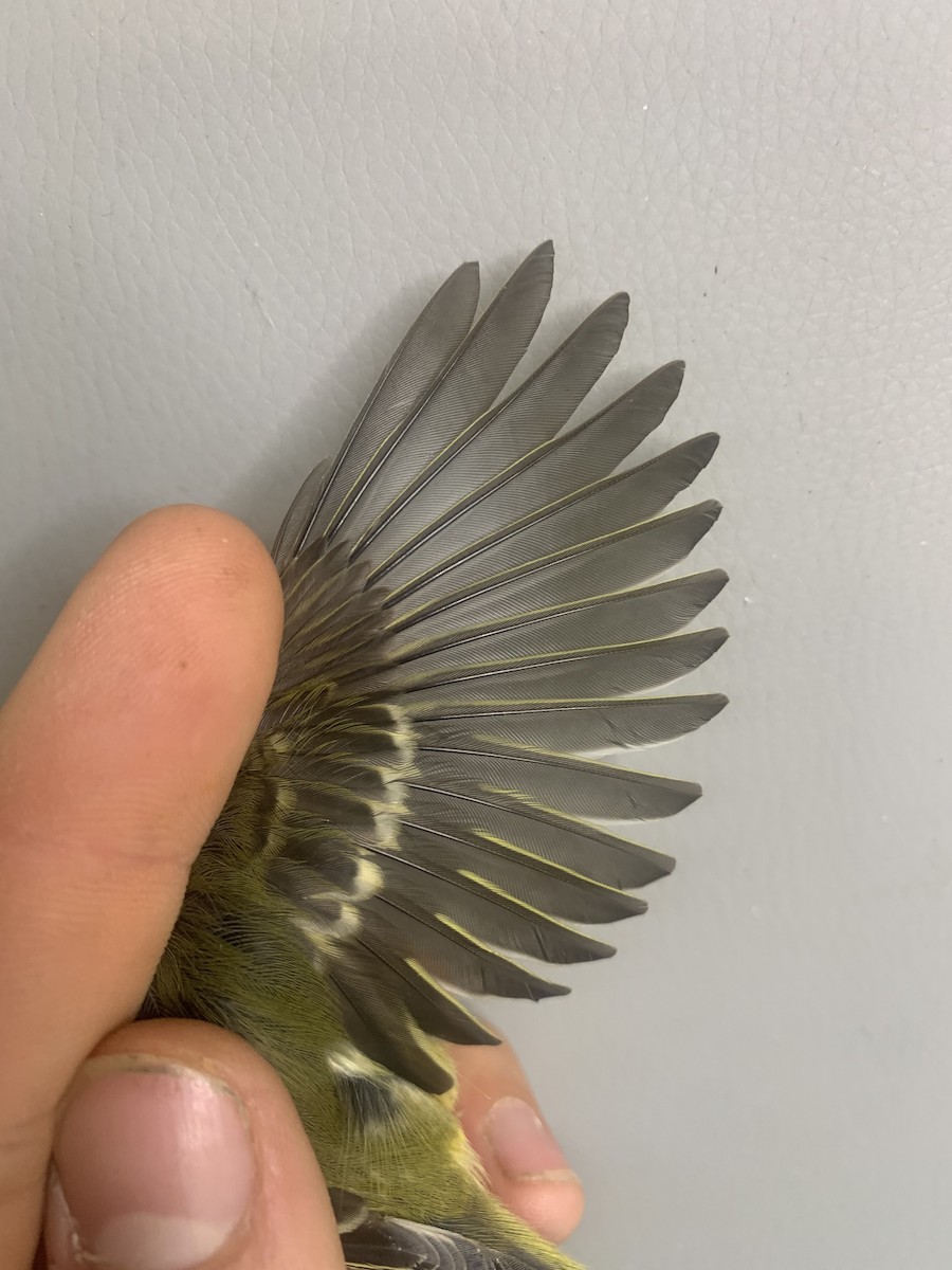 Ruby-crowned Kinglet - ML642130633