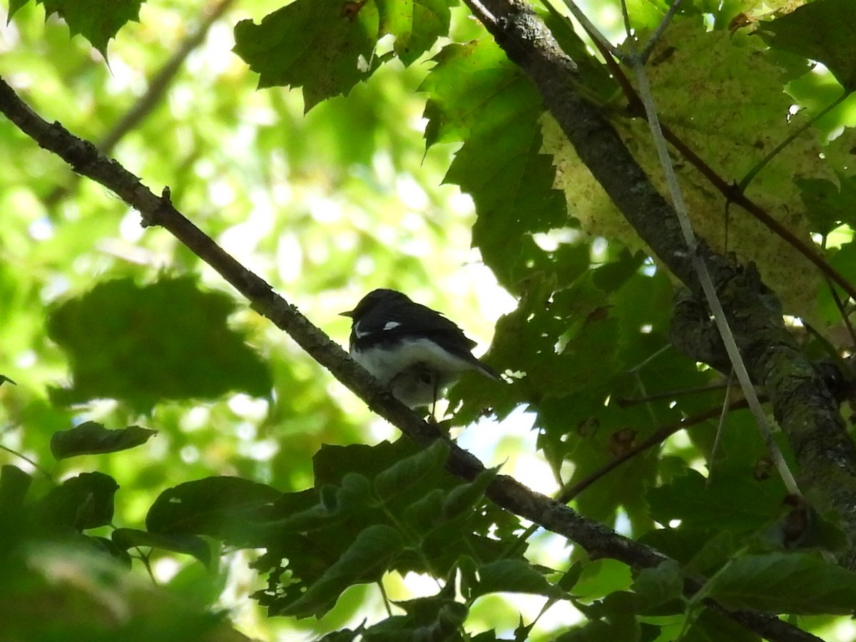 Black-throated Blue Warbler - ML642130649