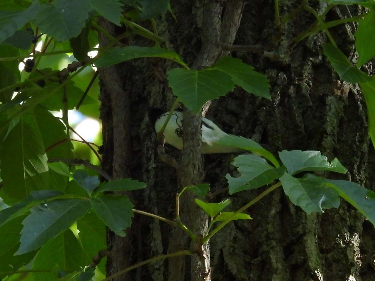 Black-throated Blue Warbler - ML642130650