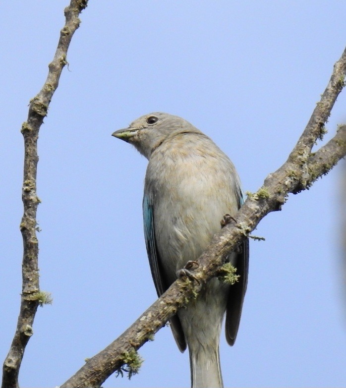 Sayaca Tanager - ML642130677
