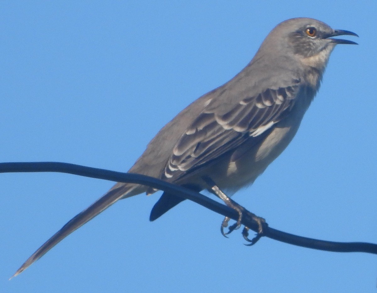 Northern Mockingbird - ML642130679