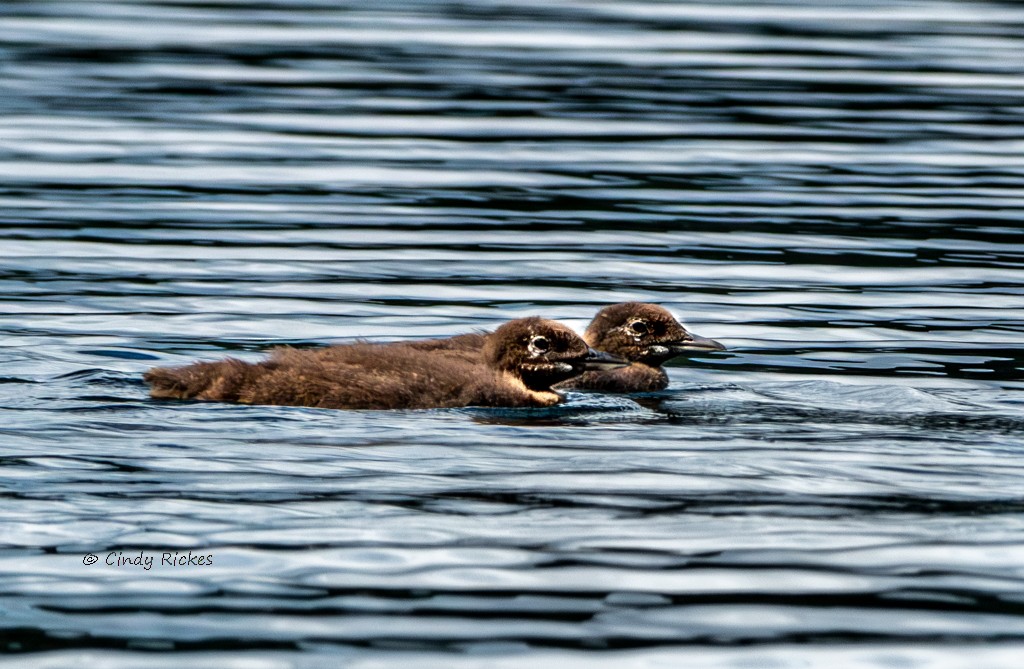 Common Loon - ML642130689