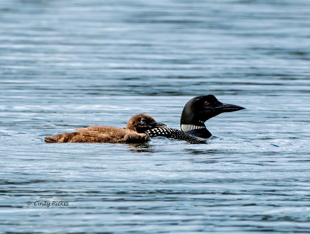 Common Loon - ML642130690