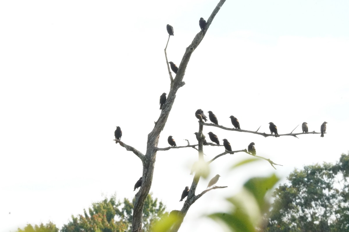 Red-winged Blackbird - ML642130692