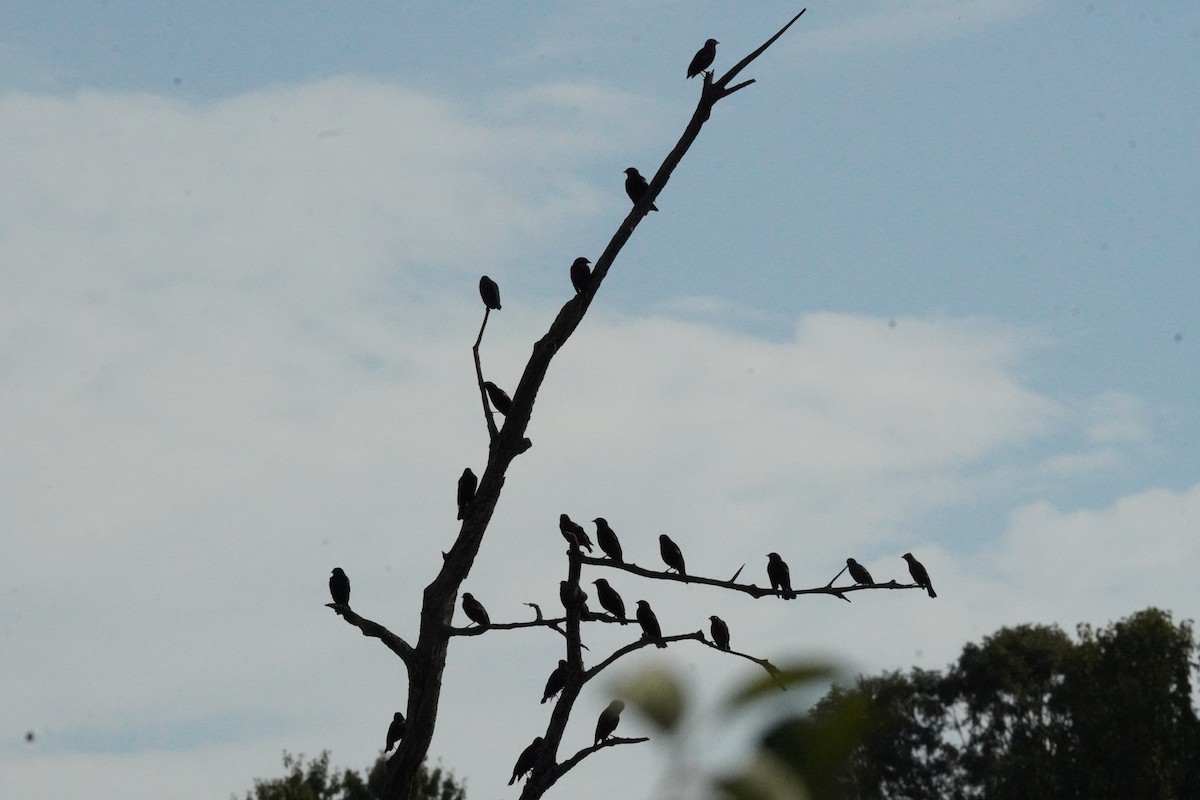 Red-winged Blackbird - ML642130694