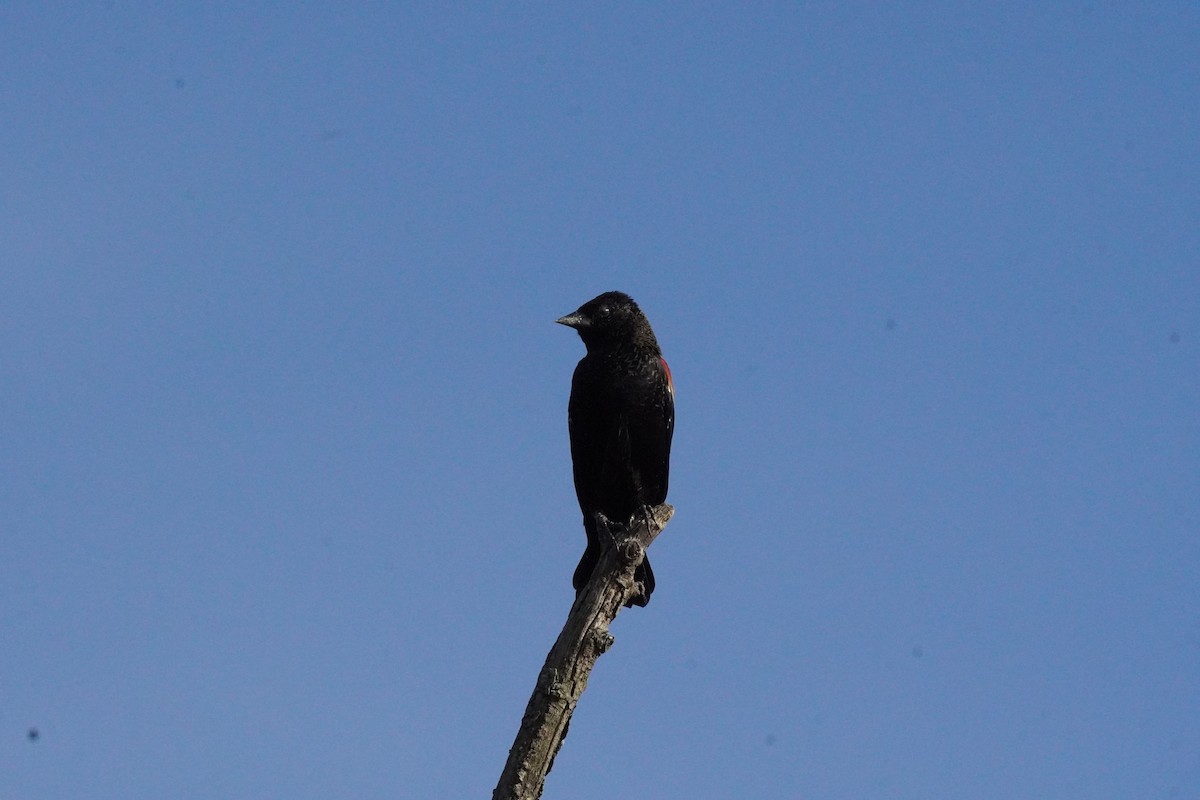 Red-winged Blackbird - ML642130695