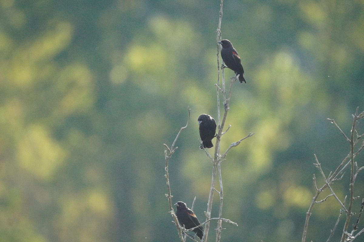 Red-winged Blackbird - ML642130696