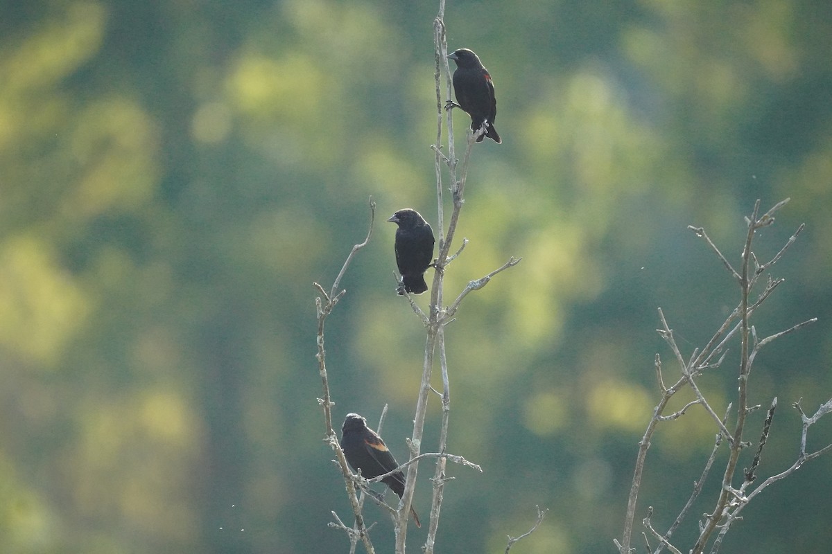 Red-winged Blackbird - ML642130697