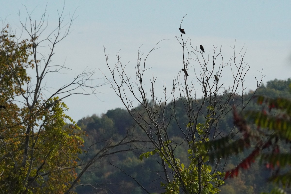 Red-winged Blackbird - ML642130698