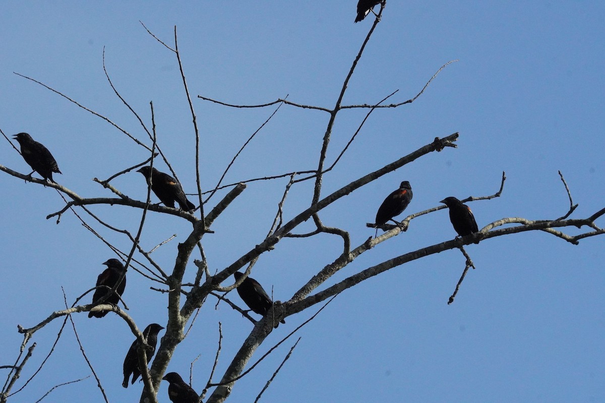 Red-winged Blackbird - ML642130699