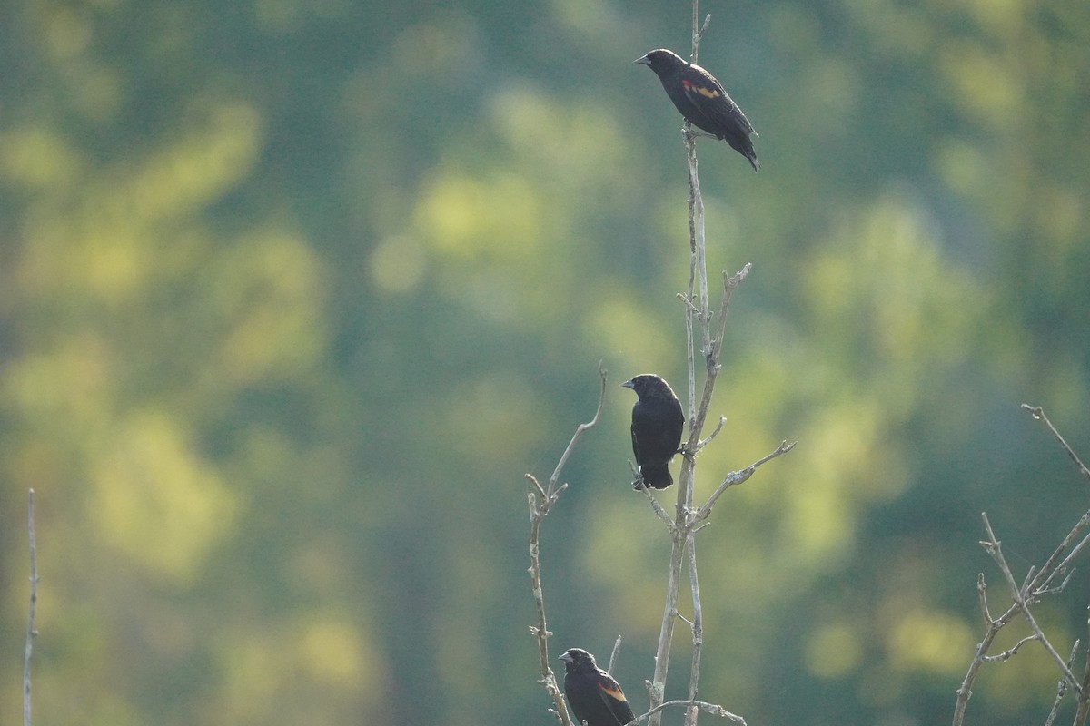 Red-winged Blackbird - ML642130700