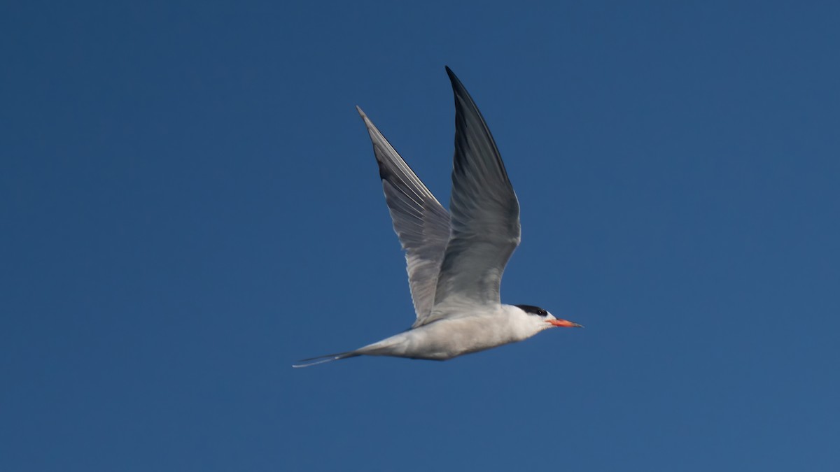 Common Tern - ML642130704
