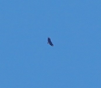 Black Vulture - ML642130707