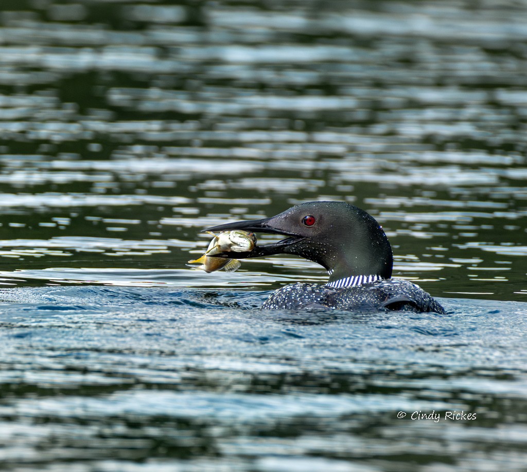 Common Loon - ML642130709
