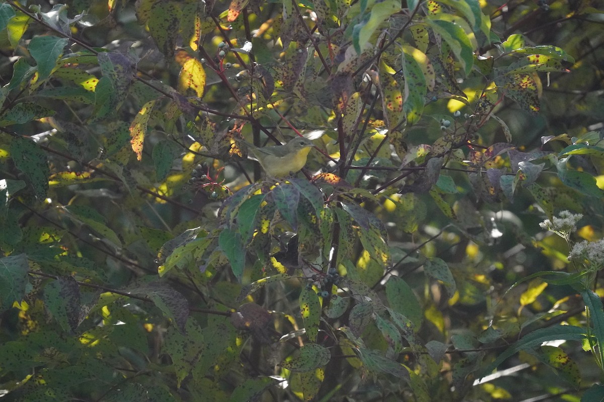 Common Yellowthroat - ML642130711