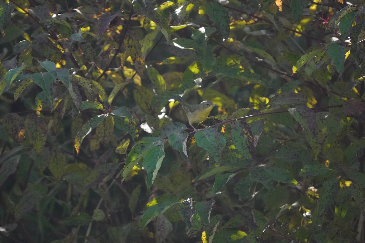 Common Yellowthroat - ML642130713