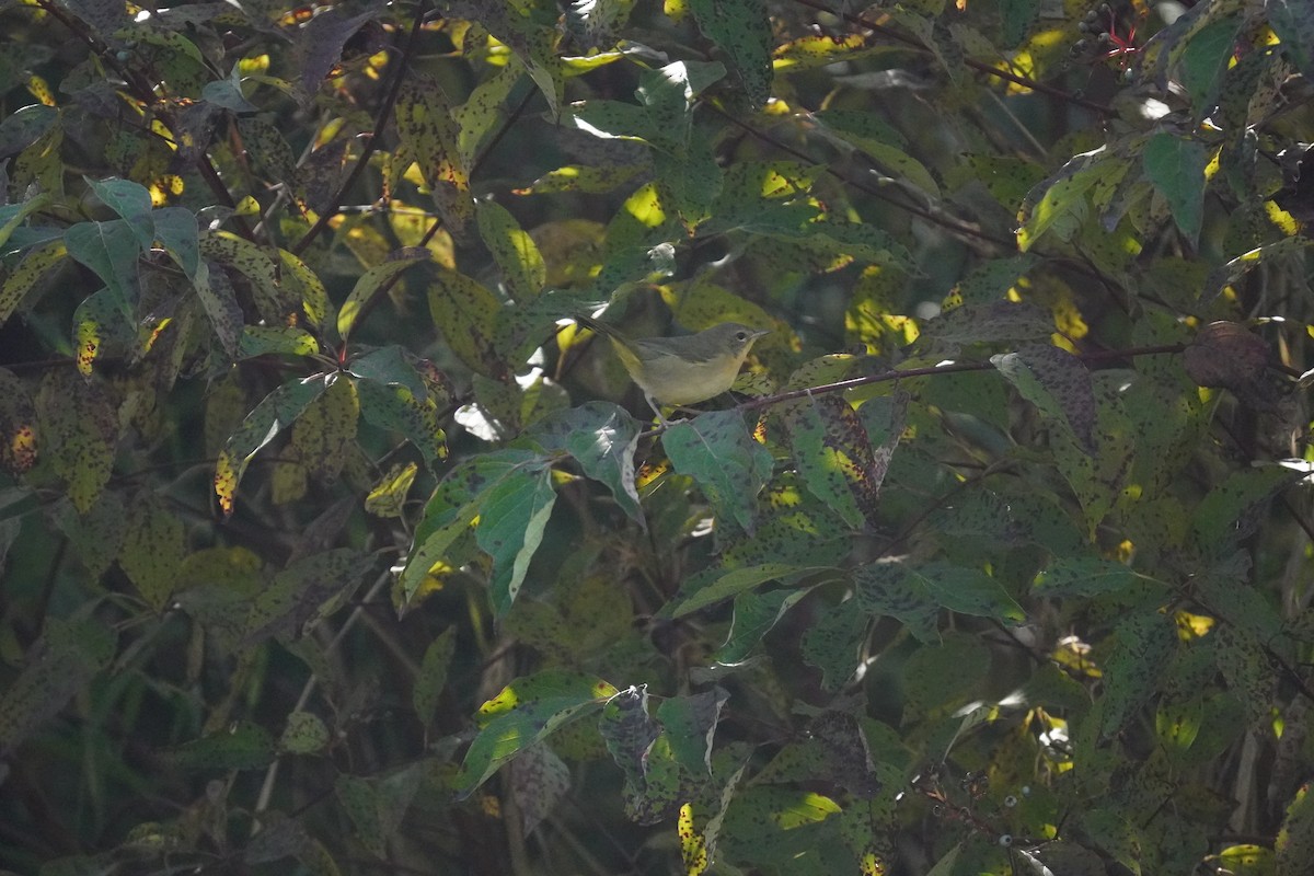 Common Yellowthroat - ML642130714