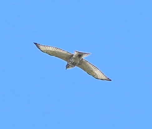 Broad-winged Hawk - ML642130738