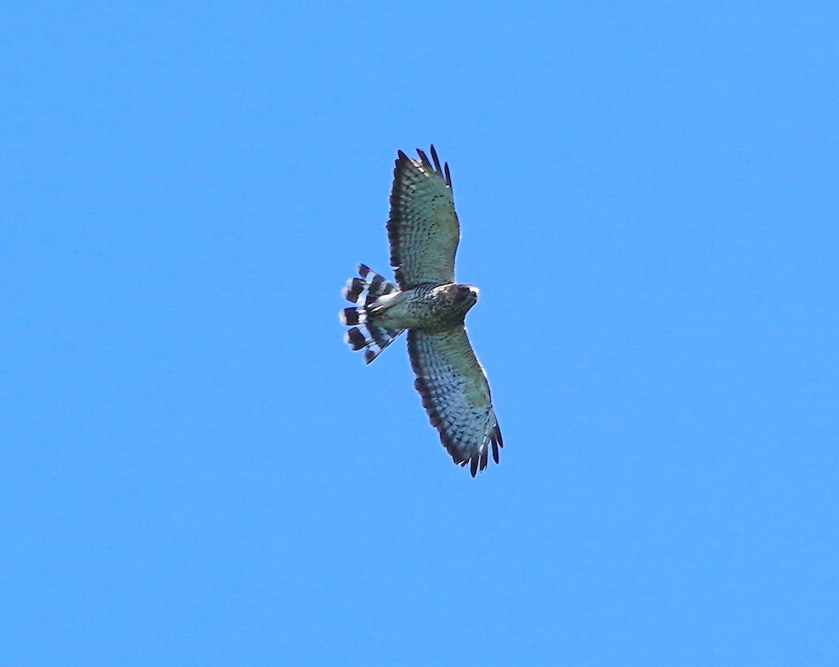 Broad-winged Hawk - ML642130739