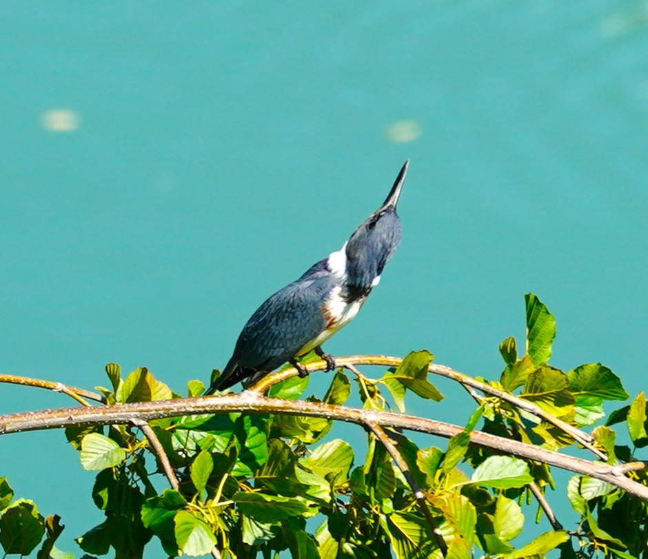 Belted Kingfisher - ML642130742