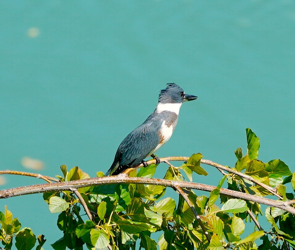 Belted Kingfisher - ML642130743