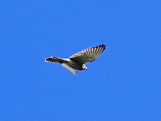 American Kestrel - ML642130746