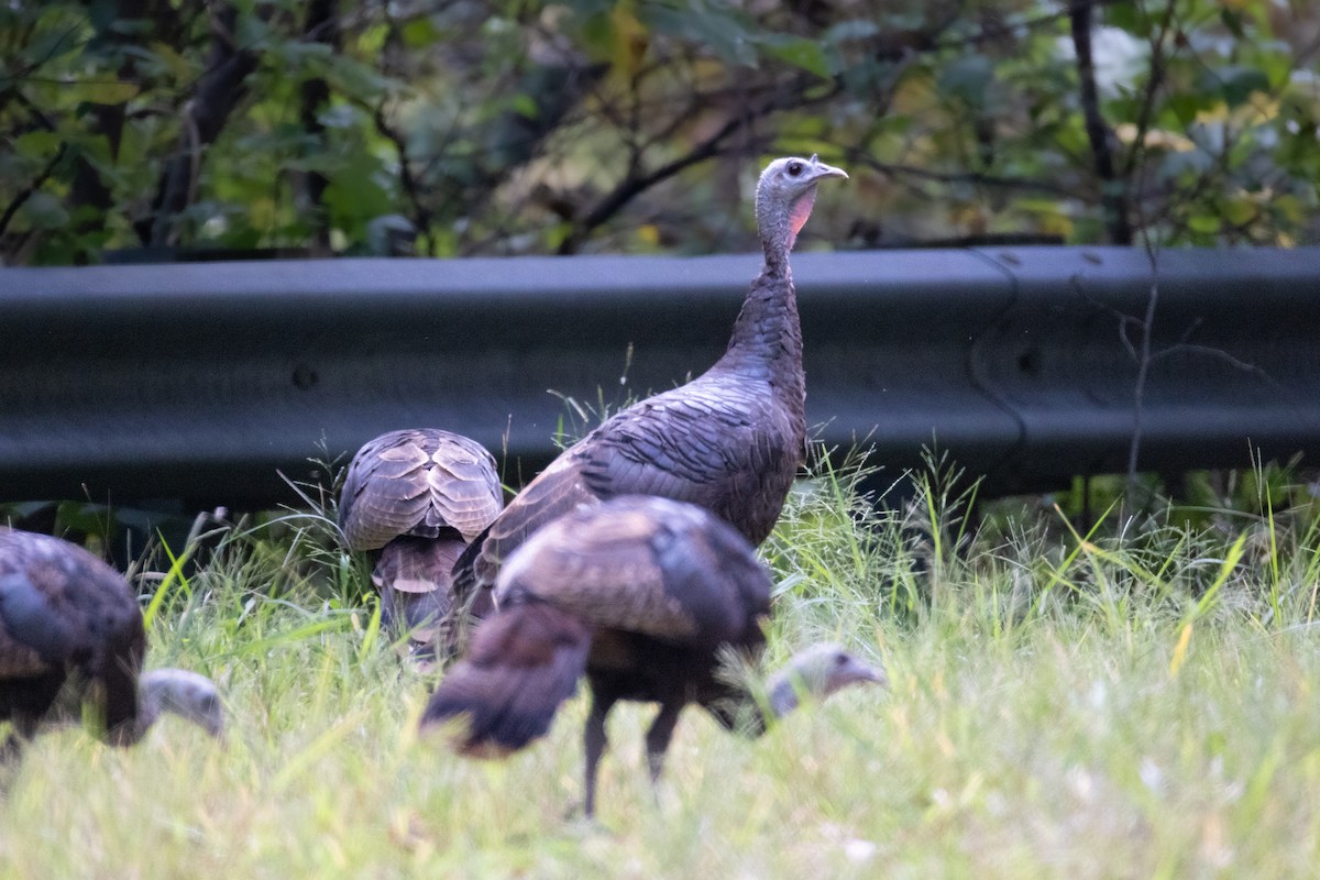 Wild Turkey - ML642130767