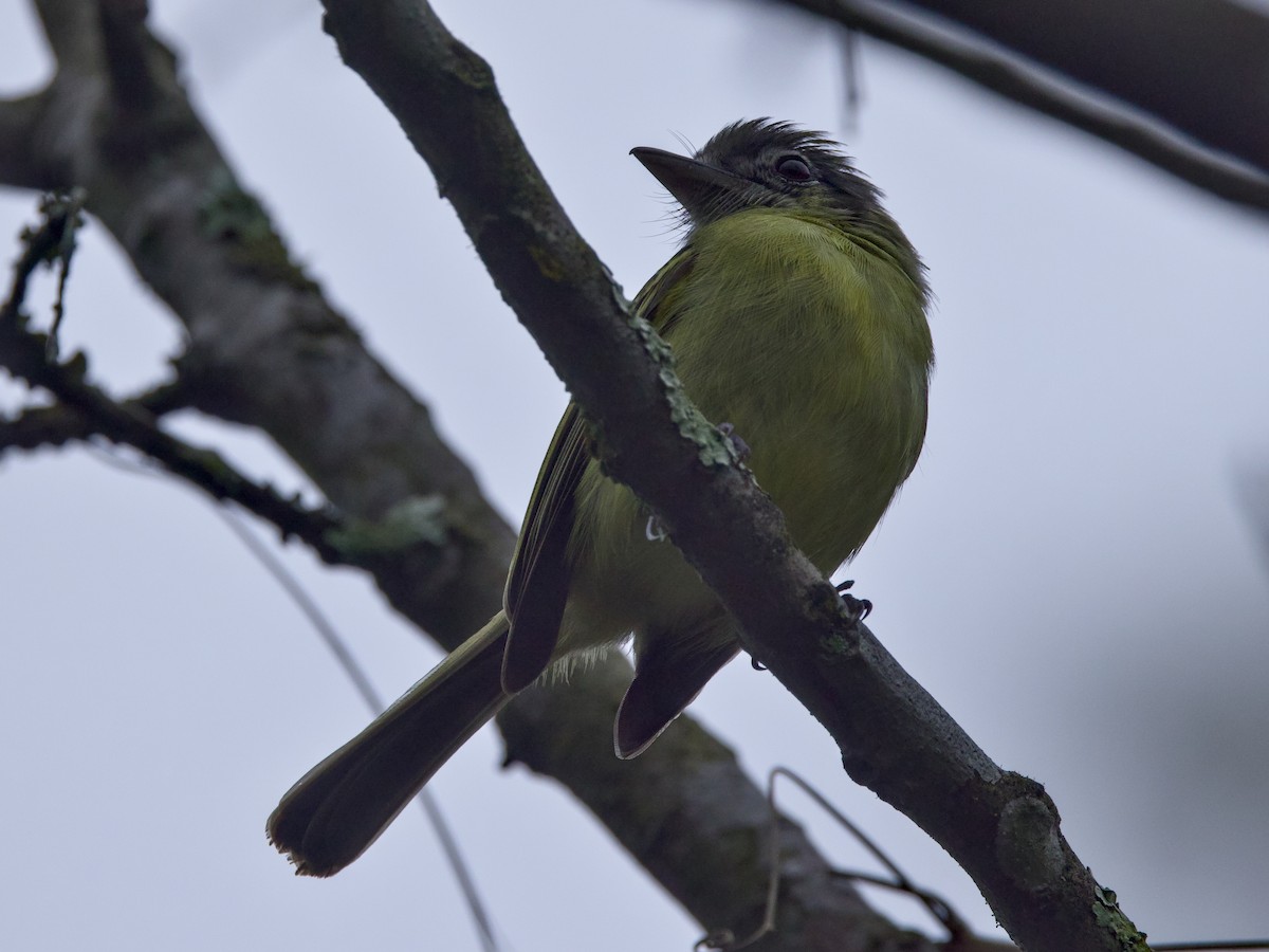 Yellow-olive Flatbill - ML642130796