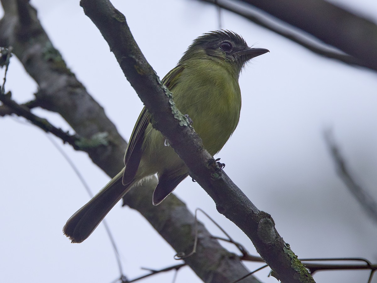 Yellow-olive Flatbill - ML642130803