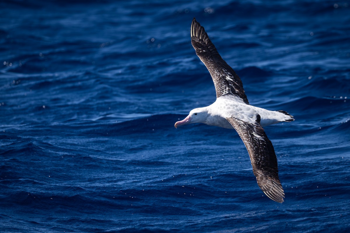 Antipodean Albatross (Gibson's) - ML642130810