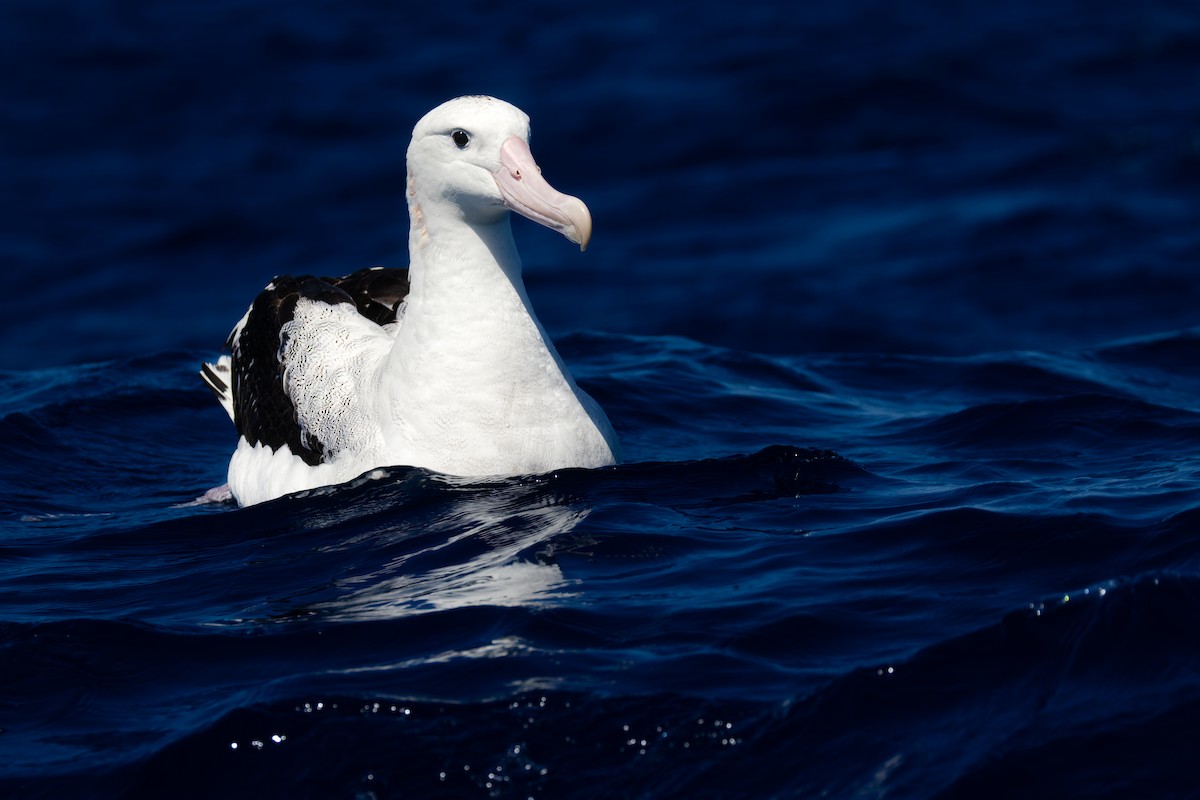 Antipodean Albatross (Gibson's) - ML642130828