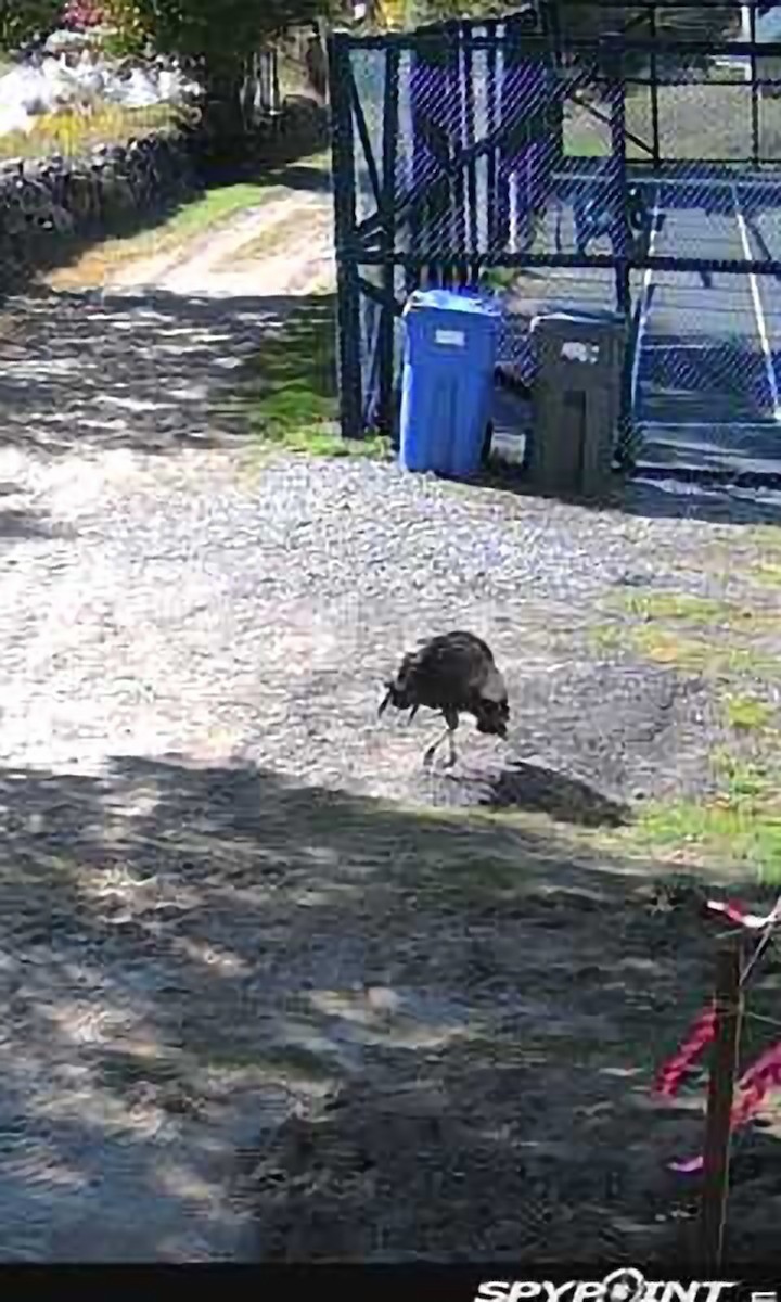 Wild Turkey - ML642130830