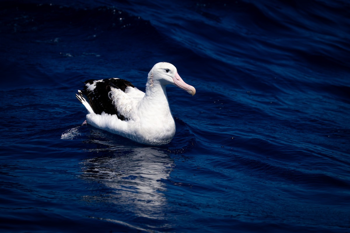 Antipodean Albatross (Gibson's) - ML642130833