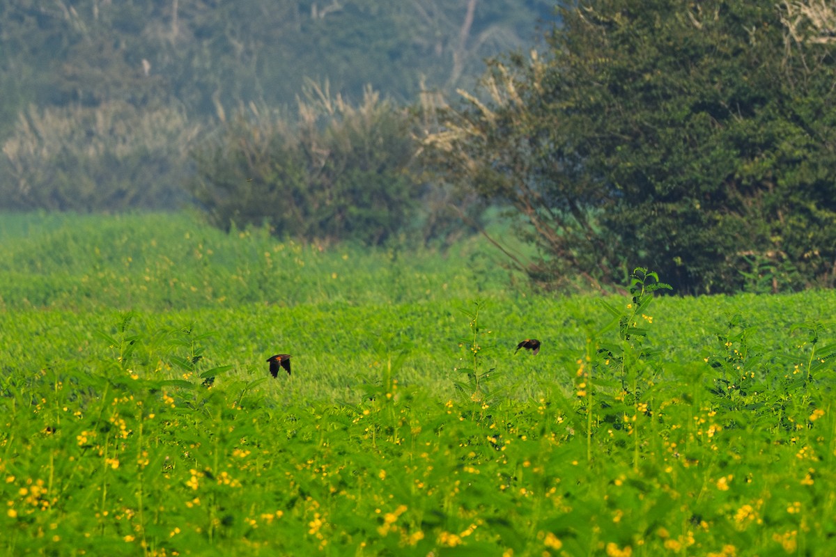 Red-winged Blackbird - ML642130842