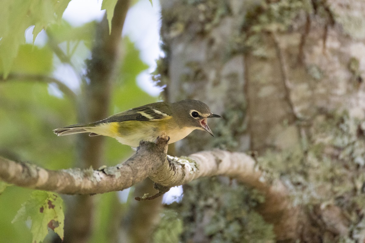 Blue-headed Vireo - ML642130846