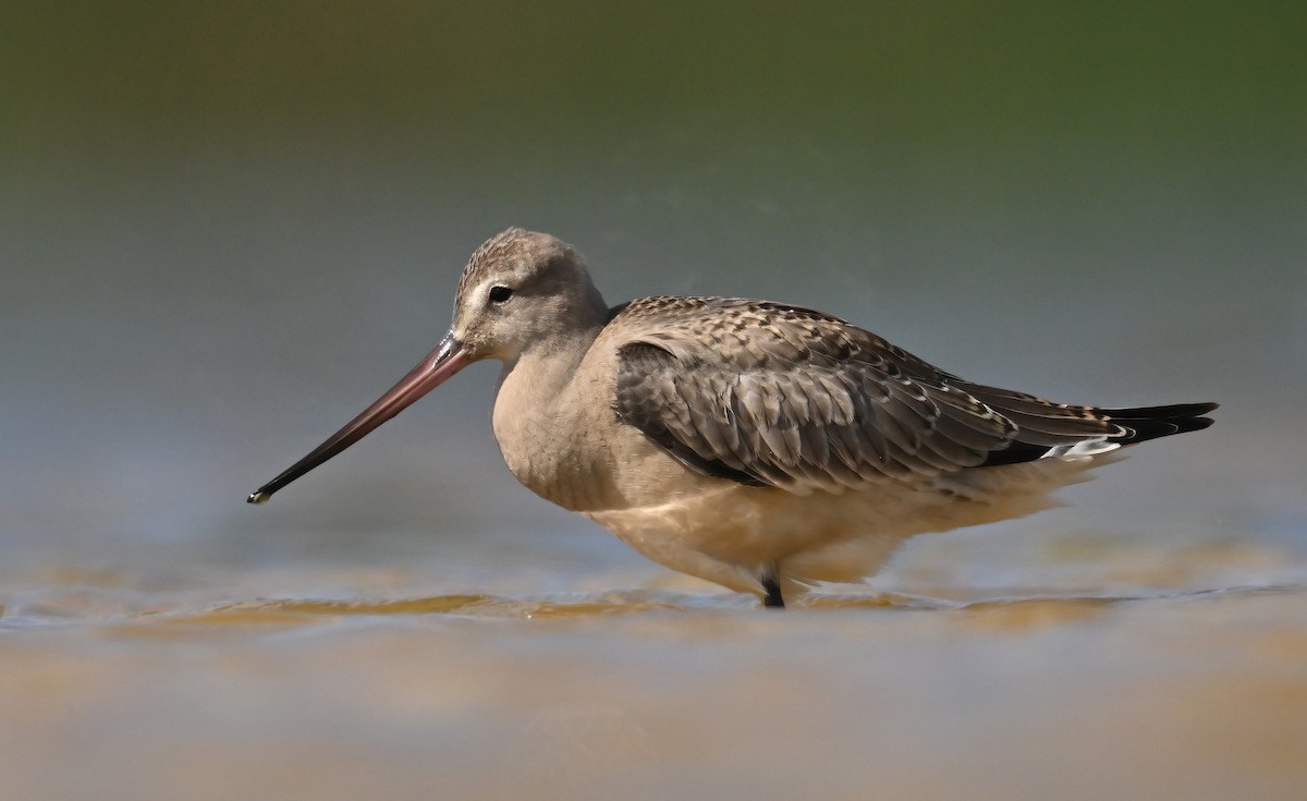 Hudsonian Godwit - ML642130849