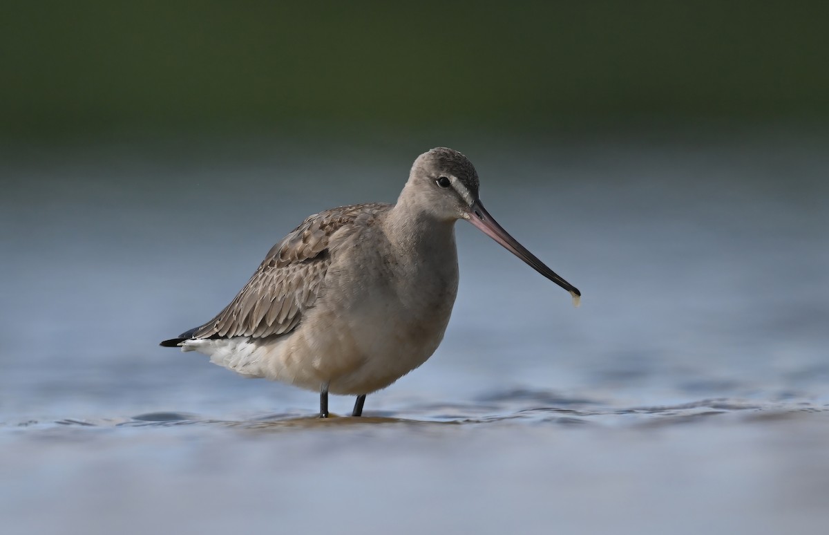 Hudsonian Godwit - ML642130850