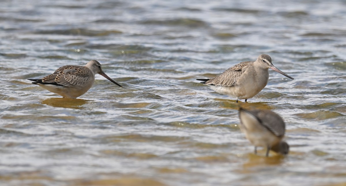 Hudsonian Godwit - ML642130851
