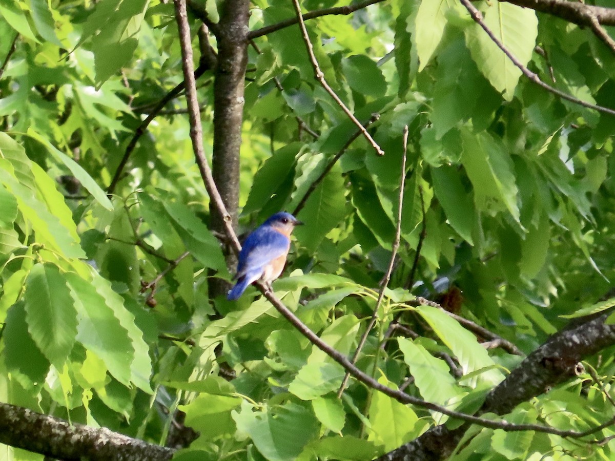 Eastern Bluebird - ML642130867