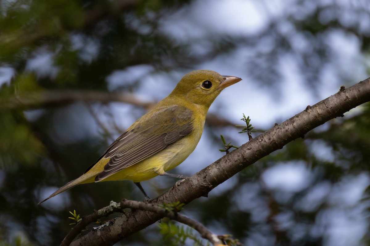 Scarlet Tanager - ML642130868