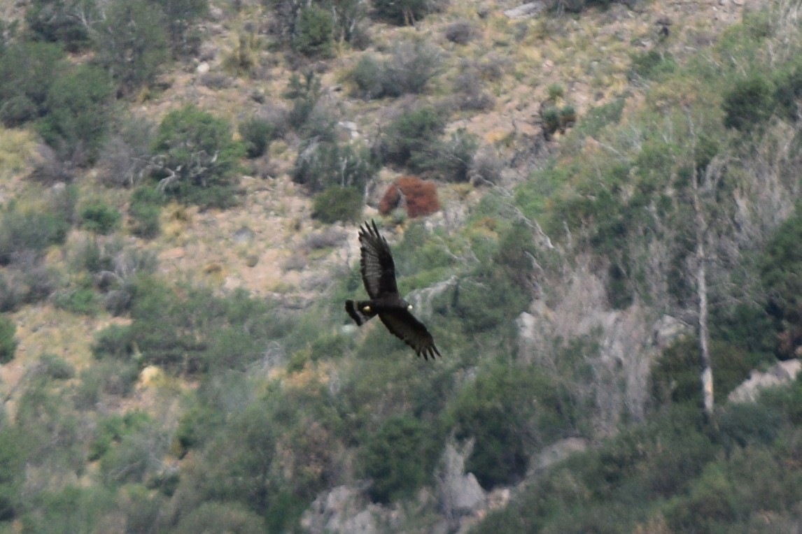 Zone-tailed Hawk - ML642130877